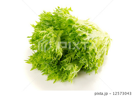 レタス 12573043