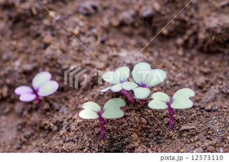 ダイコンの発芽 12573110