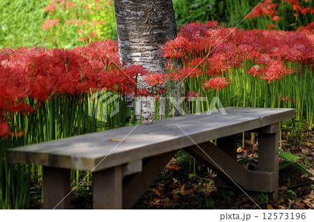 彼岸花 彼岸花 12573196