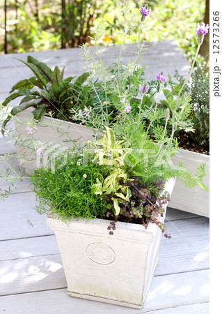 デッキに置いた寄せ植え二種類 12573266