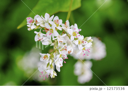 ソバの花 12573536
