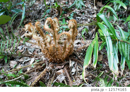 野生のゼンマイ 野生のゼンマイ 12574165