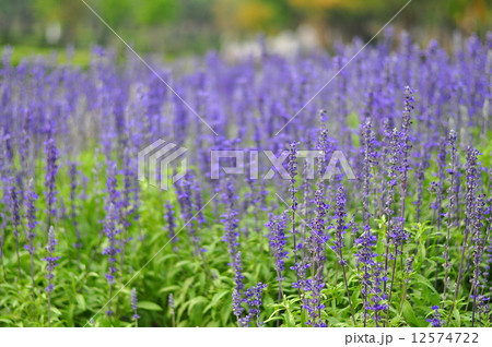 Lavender flower Lavender flower 12574722