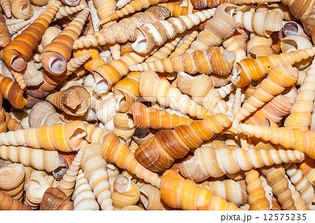 several seashells on the beach 12575235