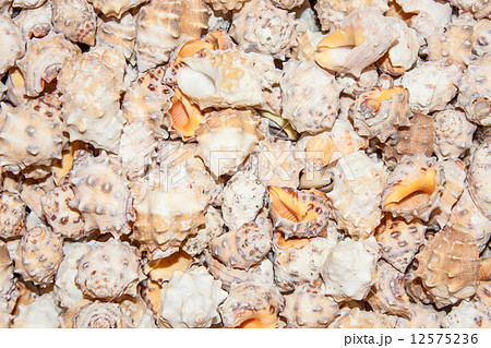 several seashells on the beach 12575236