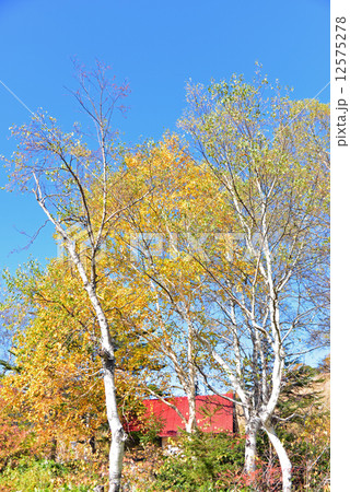 秋の志賀高原 12575278