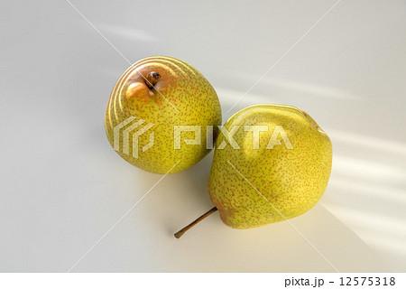 千両なし 12575318