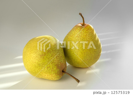 千両なし 12575319