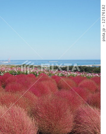 コキアとコスモスと海と秋晴れの空 12576182