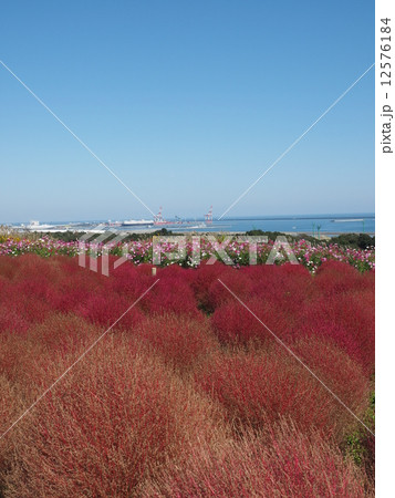 コキアとコスモスと海と秋晴れの空 コキアとコスモスと海と秋晴れの空 12576184