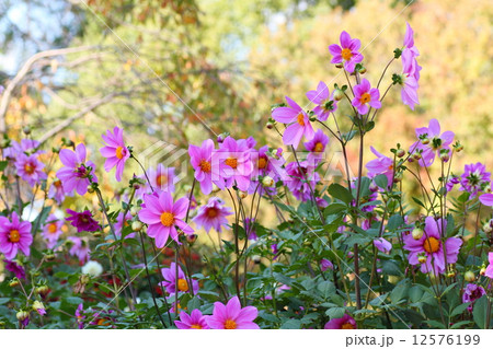 皇帝ダリアの花 皇帝ダリアの花 12576199