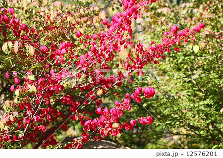 コマユミの紅葉 コマユミの紅葉 12576201