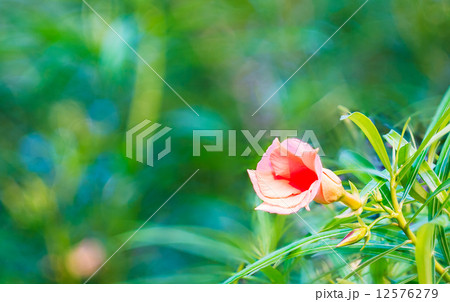 Oleander or lucky nut flower Oleander or lucky nut flower 12576279