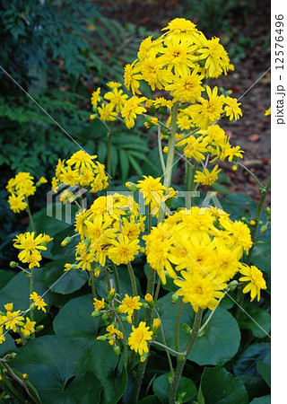 ツワブキ八重・謙譲（花言葉） 12576496