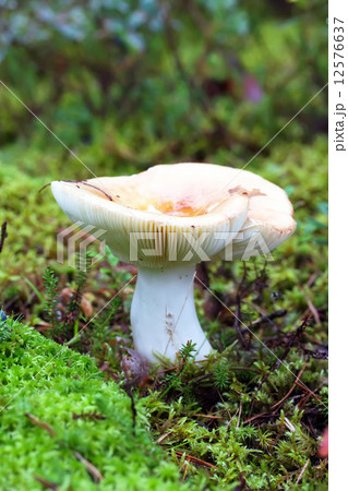 Mushroom a russula 12576637