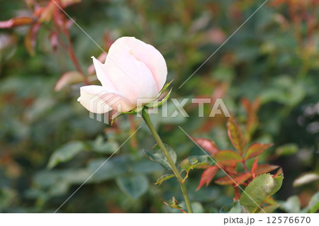 バラの花 ファーストラブ バラの花 ファーストラブ 12576670