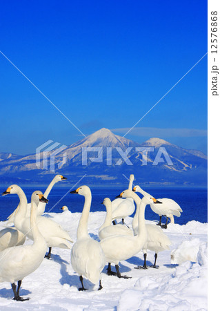 ハクチョウと磐梯山 ハクチョウと磐梯山 12576868