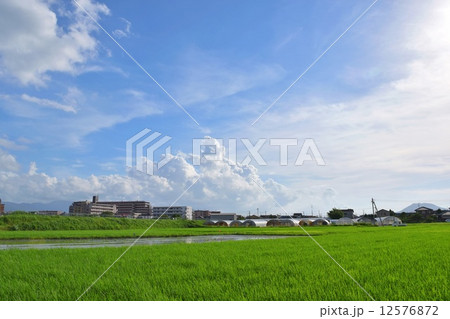 夏の田と青空 12576872