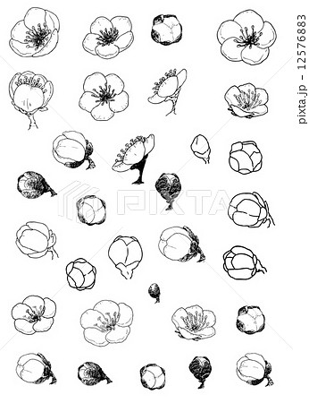 ペン画タッチのカットイラスト 梅の花のイラスト素材