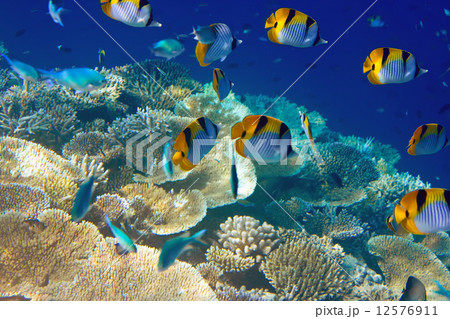 Indian ocean. Underwater world. 12576911