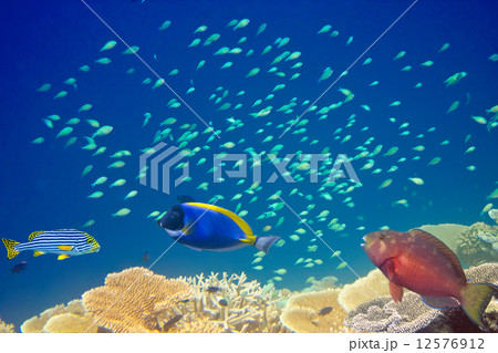 Fishes in corals. Maldives 12576912