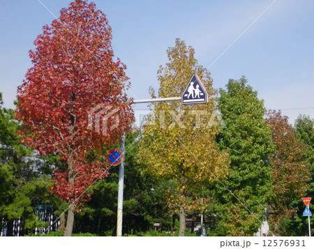 秋の交通信号 12576931