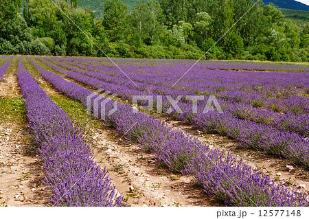 Lavender fields near Valensole in Provence, France. Lavender fields near Valensole in Provence, France. 12577148