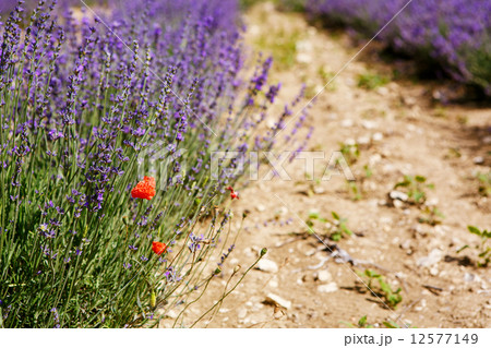 Lavender fields near Valensole in Provence, France. Lavender fields near Valensole in Provence, France. 12577149