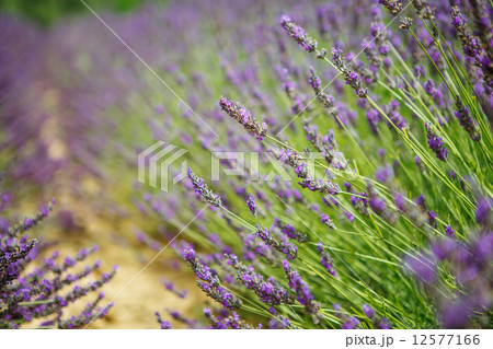 Lavender fields near Valensole in Provence, France. 12577166