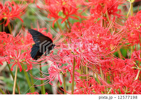 ナガサキアゲハ ナガサキアゲハ 12577198