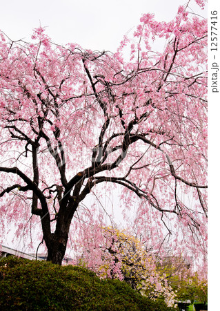 枝垂桜 12577416