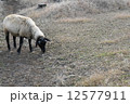 ひつじ 12577911