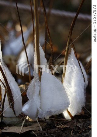 シモバシラ 12577973