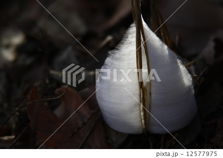 シモバシラ シモバシラ 12577975