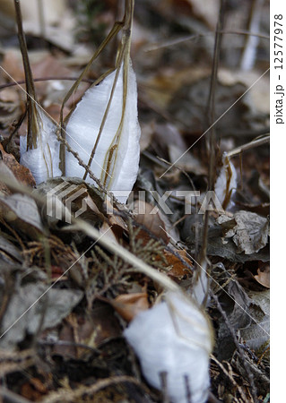 シモバシラ シモバシラ 12577978