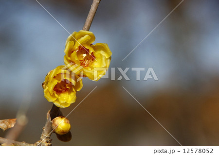 ロウバイ ロウバイ 12578052