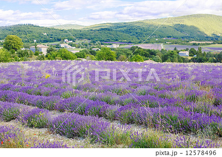Lavender fields near Valensole in Provence, France. 12578496
