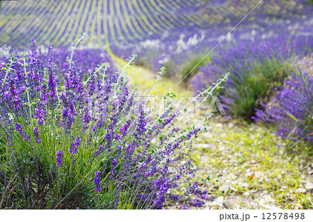 Lavender fields near Valensole in Provence, France. Lavender fields near Valensole in Provence, France. 12578498