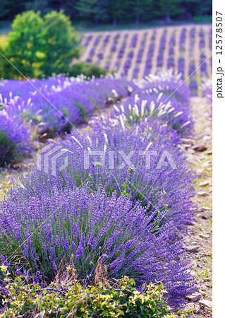 Lavender fields near Valensole in Provence, France. 12578507