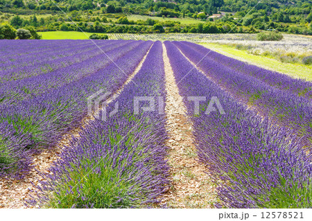 Lavender fields near Valensole in Provence, France. Lavender fields near Valensole in Provence, France. 12578521