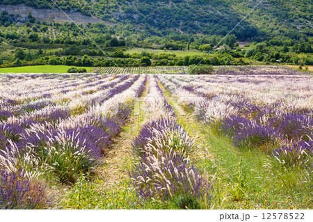 Lavender fields near Valensole in Provence, France. Lavender fields near Valensole in Provence, France. 12578522