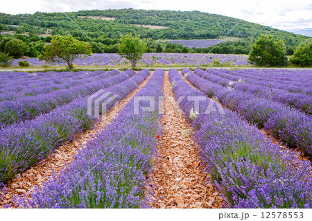 Lavender fields near Valensole in Provence, France. 12578553