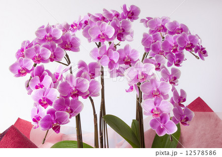 ミディ胡蝶蘭・キャンディ 12578586