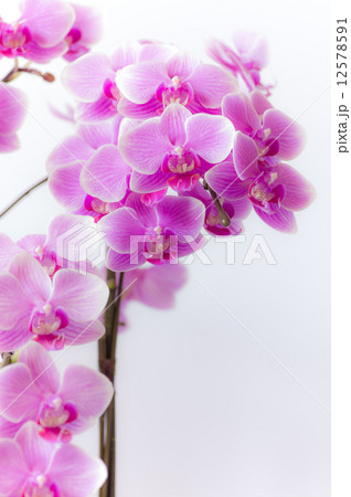 ミディ胡蝶蘭・キャンディ 12578591