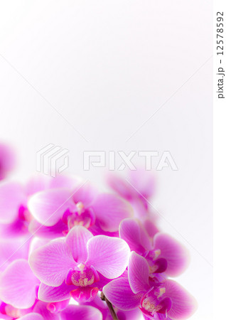 ミディ胡蝶蘭・キャンディ ミディ胡蝶蘭・キャンディ 12578592