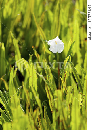 white orchid 12578847