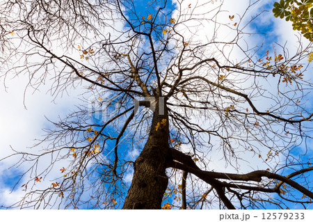 tree with yellow autumn leave 12579233
