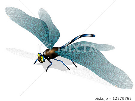 dragonfly 12579765
