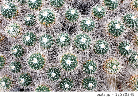 サボテン 12580249