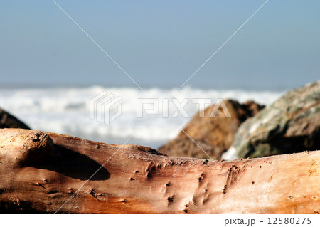 Drift Wood 12580275